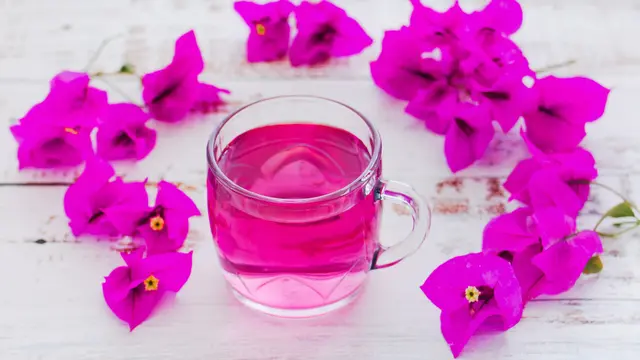 bunga kertas bougenville