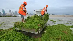 Pekerja membersihkan tanaman ganggang yang tumbuh subur di pantai, Qingdao , Provinsi Shandong , China , (18/7). Tanaman ganggang merupakan vegetasi yang tumbuh di air dan ganggang tumbuh tak terkendali. (Reuters)