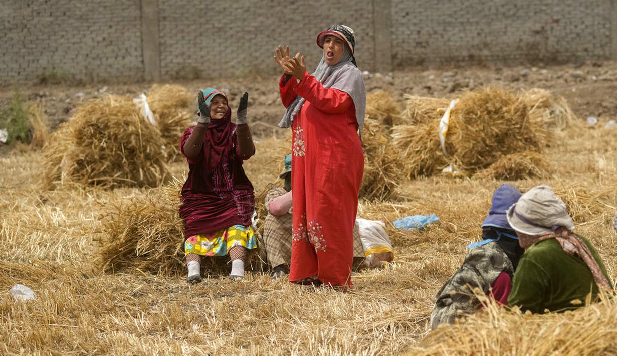 <p>Para petani berteriak merayakan musim panen di sebuah peternakan di provinsi Delta Nil al-Sharqia, Mesir, Rabu (11/5/2022). Ukraina dan Rusia menyumbang sepertiga dari ekspor gandum dan jelai global, yang diandalkan oleh negara-negara di Timur Tengah dan Afrika untuk memberi makan jutaan orang yang hidup dari roti bersubsidi. (AP Photo/Amr Nabil)</p>