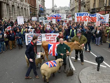 Hewan ternak berupa, sapi dan domba ikut ambil bagian dalam aksi protes oleh petani lokal di Downing Street, pusat kota London, Inggris, Rabu (23/3). (LEON Neal/AFP)