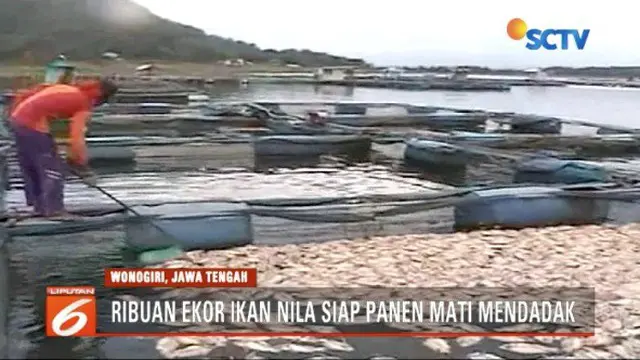 Akibat perubahan suhu drastis, ribuan ikan nila panen mati mendadak di Waduk Gajah Mungkur,  Wonogiri, Jawa Tengah.