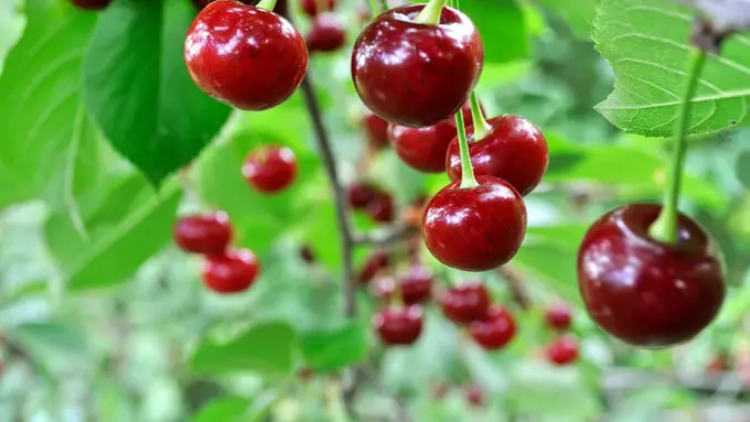 Buah Ceri Dapat Obati Diabetes,  Mitos atau Fakta?