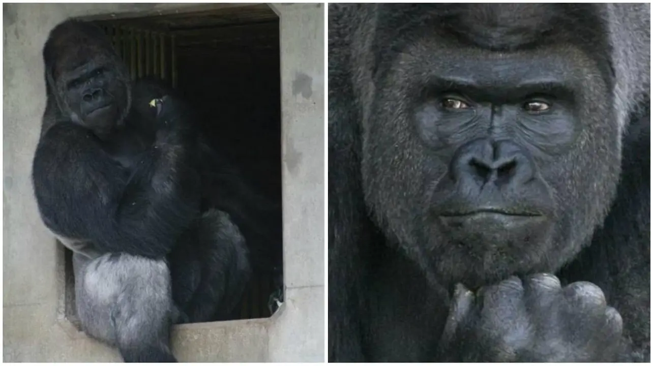 Gorila 'Ganteng' Hebohkan Pengunjung Kebun Binatang Jepang