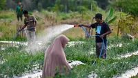 Harga Bawang Merah Mulai Turun, Tapi Tak Merata
