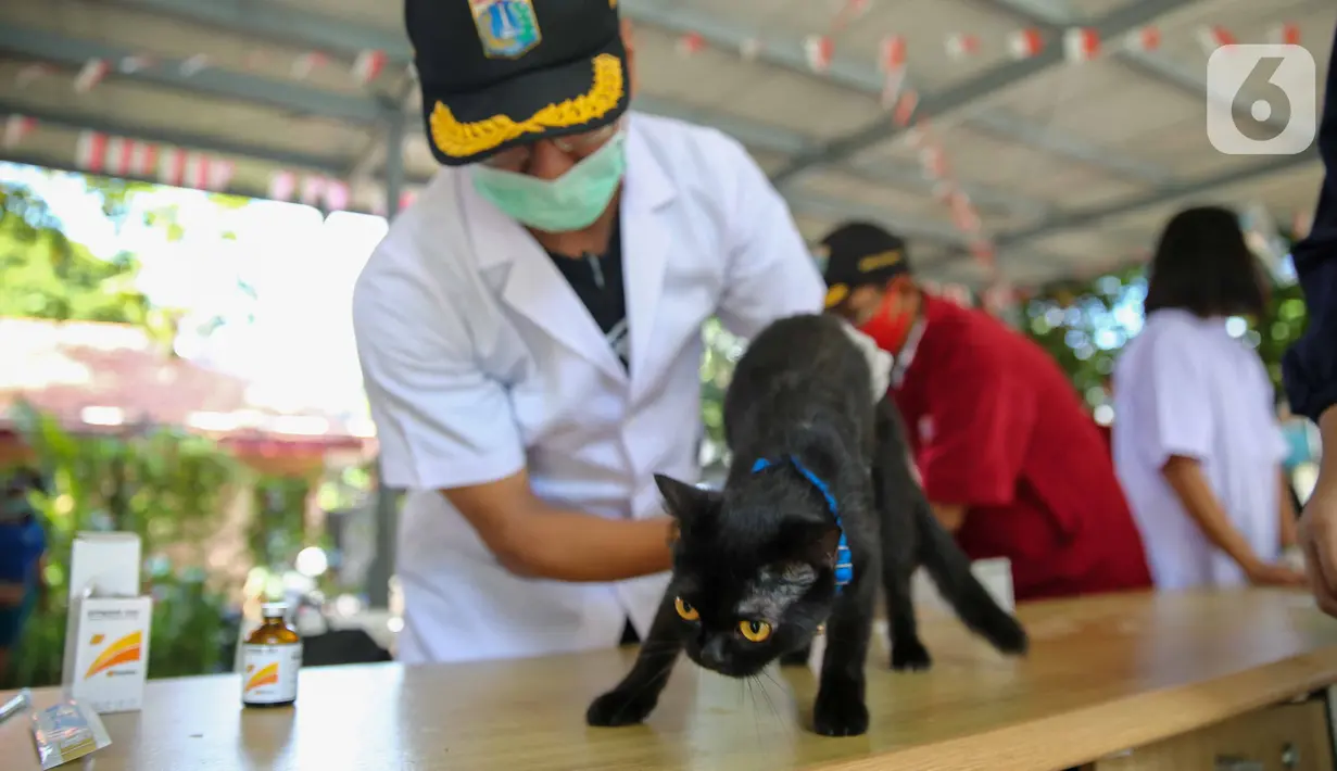 Paramedis dari pusat kesehatan hewan (Puskeswan) Dinas Ketahanan, Pertanian, dan Perikanan Kota Adm. Jakarta Selatan menyuntikkan vaksin anti rabies secara gratis di kawasa Tebet, Jakarta, Sabtu (31/10/2020). (Liputan6.com/Faizal Fanani)