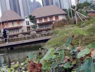 Kondisi pohon bunga yang ada di kolam Hutan Kota GBK, Jakarta, Selasa (2/7/2019). Kurangnya perawatan berakibat rusaknya beberapa tanaman yang ada di area Hutan Kota GBK. (Liputan6.com/Helmi Fithriansyah)