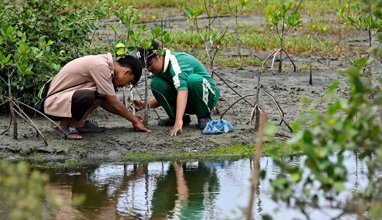 Dua siswa salah satu Sekolah Menengah Atas (SMA) di Banda Aceh, mengikuti kegiatan menanam bibit mangrove, pada 25 Oktober 2025. (CHAIDEER MAHYUDDIN/AFP)
