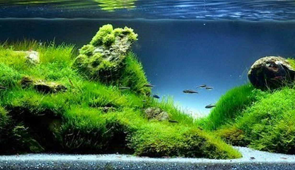 66 Koleksi Ide Desain  Aquascape Terbaik Gratis Terbaik 