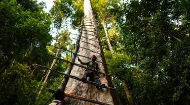 Pemburu madu tradisional Malaysia Zaini Abdul Hamid memperbaiki tangga untuk memanen sarang lebah di atas pohon Tualang raksasa di hutan Ulu Muda di Sik, sebelah timur laut negara bagian Malaysia, Kedah (11/3). (AFP Photo/Manan Vatsyayana)