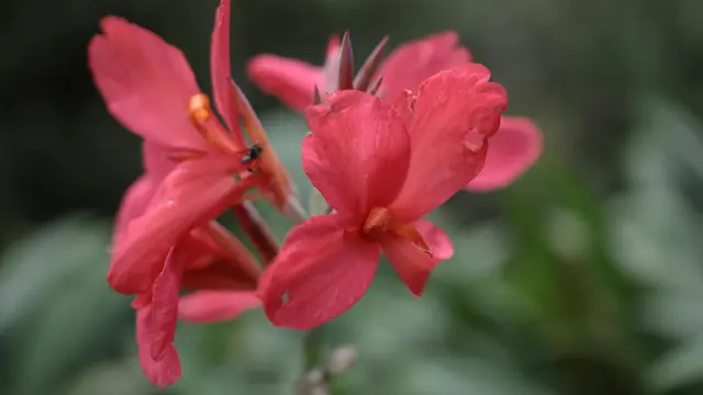 Bunga Canna