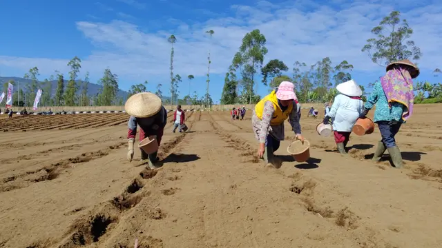Para petani dalam penanaman perdana bibit kentang proyek upland di Kampung Selecta, Desa Sukawargi, Kecamatan Cisurupan, beberapa waktu lalu. (Liputan6.com/Jayadi Supriadin)
