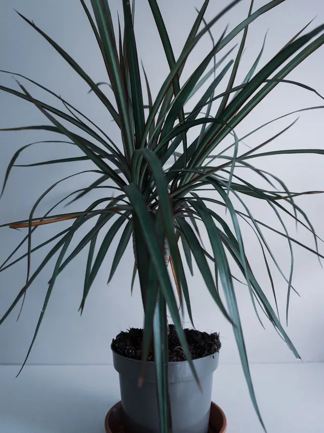 Tanaman Hias Dracaena Marginata