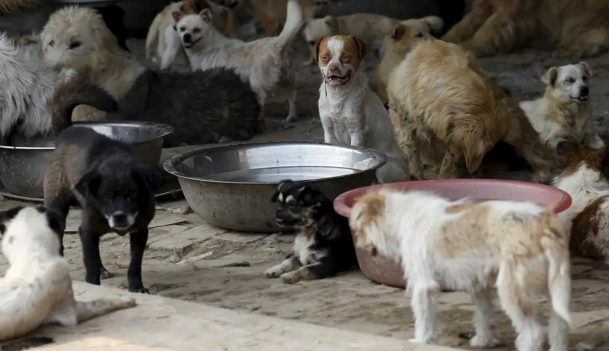 Sejumlah anjing yang ditampung Yang Xiaoyun di Tianjin, China, Rabu (8/7). Yang Xiaoyun dikabarkan telah mengeluarkan uang sebesar 48.248 USD untuk menyelamatkan 500 anjing dari toko daging anjing. (REUTERS/Kim Kyung-Hoon)