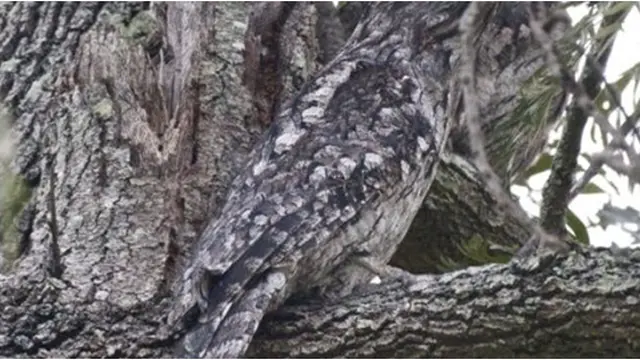 Courtesy Listverse.com/Simon Griffin