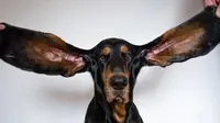 Seekor coonhound hitam dan cokelat bernama Lou dianugerahi Guinness World Record setelah masing-masing telinganya diukur dengan panjang 12,38 inci. Foto milik Guinness World Records