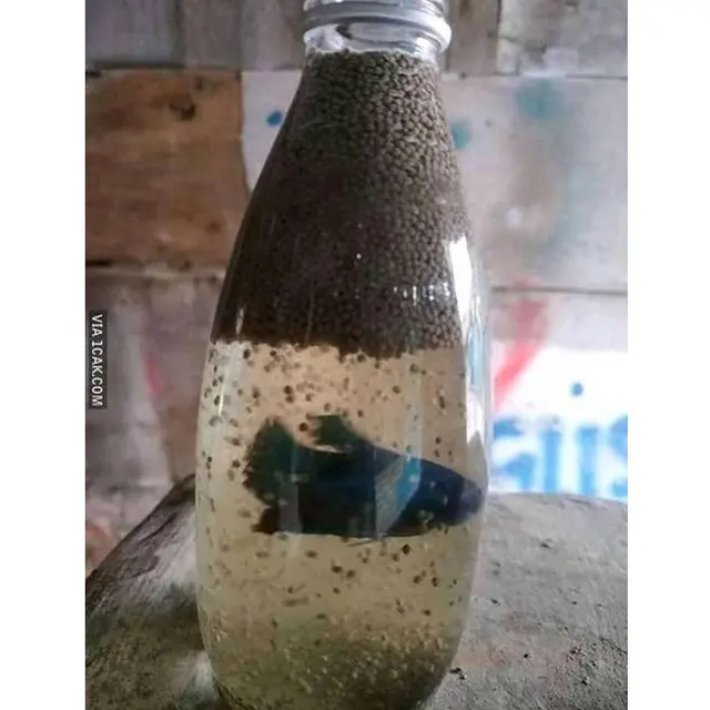 6 Akuarium Low Budget Ini Absurd Banget, Enggak Habis Pikir