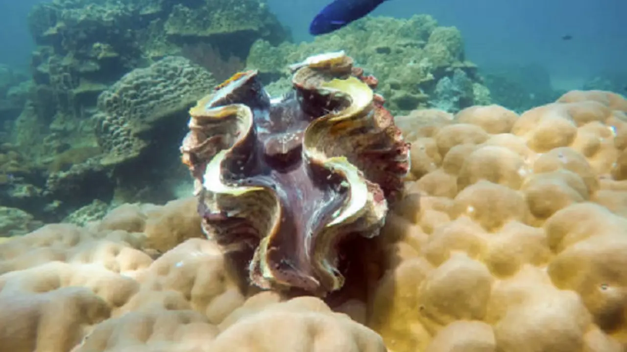 Ilustrasi kerang (iStock)