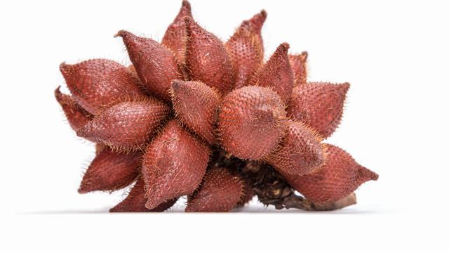 Ilustrasi buah salak