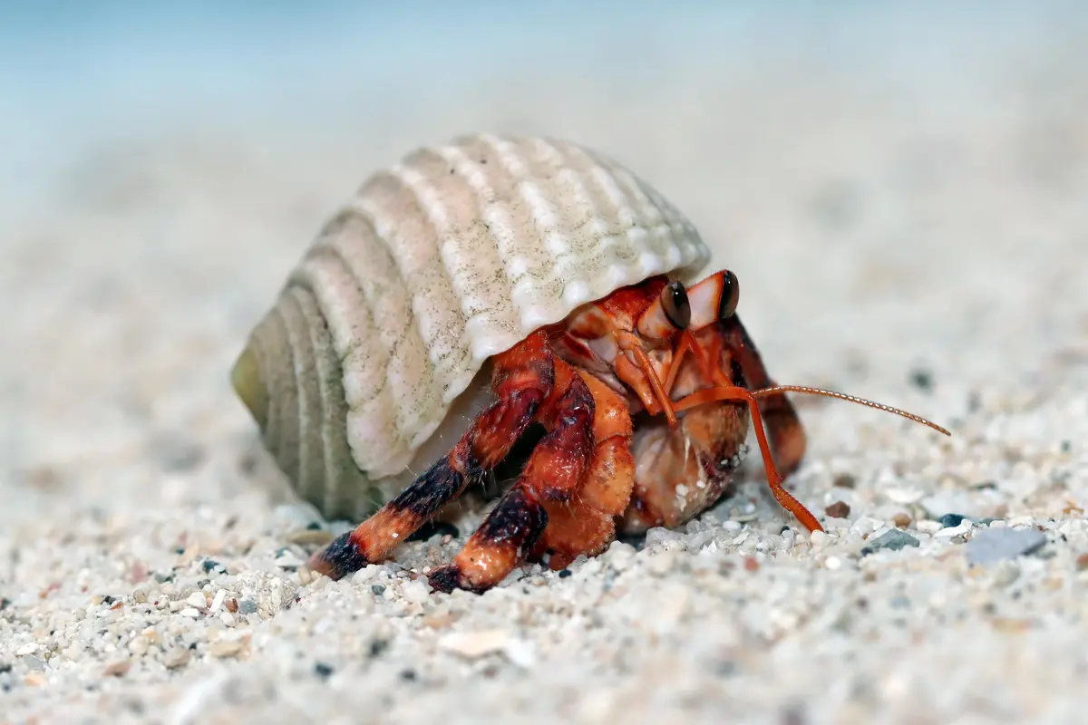 Tak Hanya Imut, Kelomang Punya Peran Jadi Indikator Kesehatan Lingkungan Laut