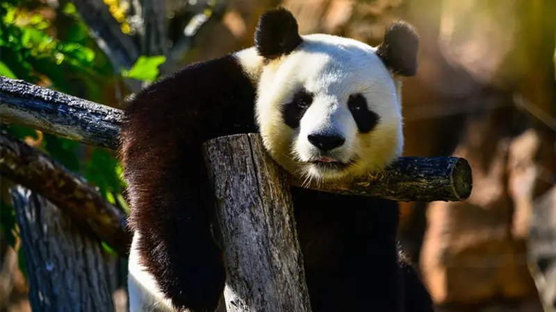 Lucu, Petugas Berkostum Binatang Demi Selamatkan Bayi Panda