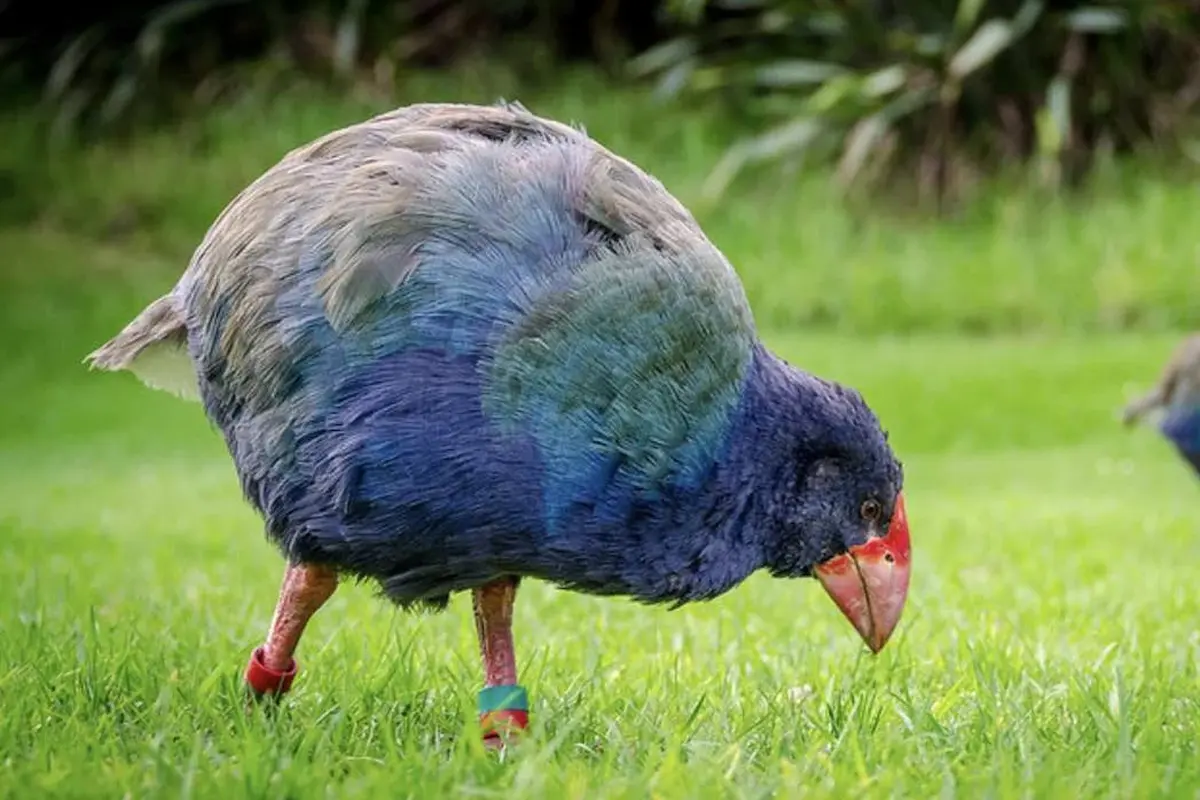 Burung Takahē