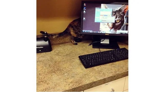 Kucing sembunyi (Sumber: Boredpanda)