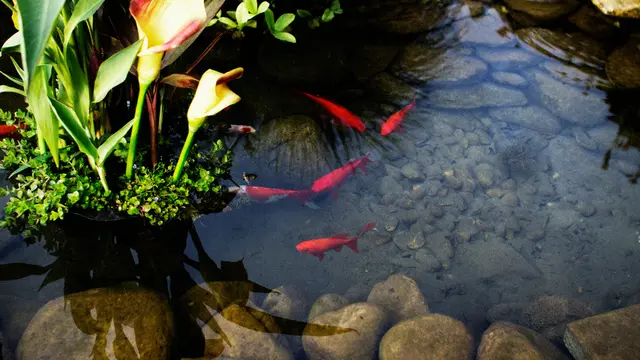 Kolam Ikan Alami