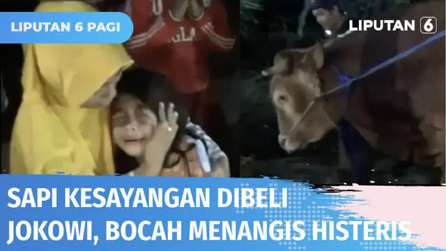 VIDEO: Sapi Kesayangannya Dibeli Presiden Jokowi untuk Kurban, Bocah Perempuan Nangis Histeris