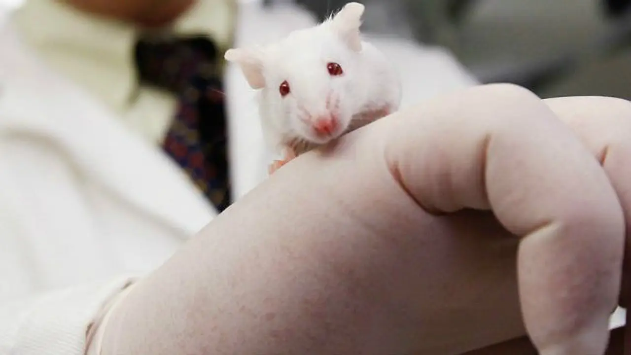 Ilmuwan Berhasil Membuat Tikus Menjadi Cerdas