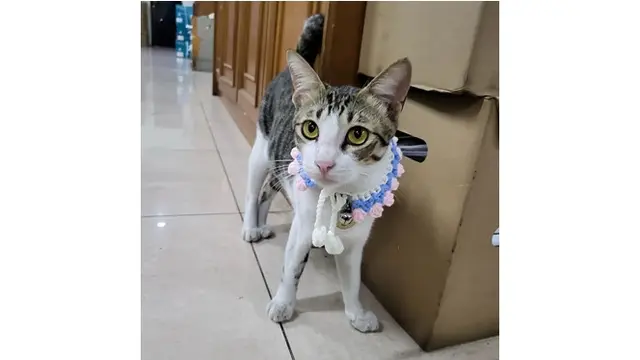 Cerita Kantor Pajak Angkat Kucing Jadi 'Pegawai', Ini 6 Potret Gemasnya