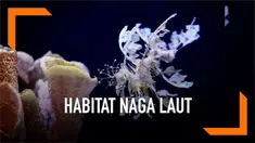 Sebuah akuarium di California membangun habitat naga laut yang diyakini merupakan terbesar di dunia. Naga laut merupakan hewan hanya ada di perairan Australia.