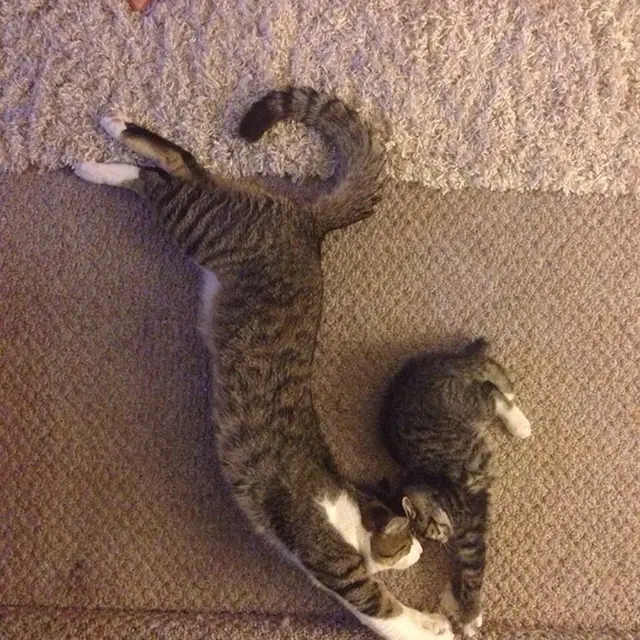 Anak Kucing Tiru Tingkah Induknya