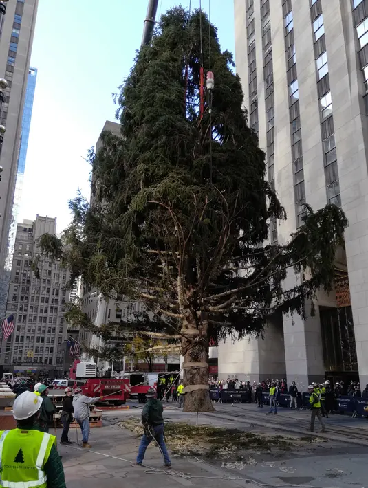 Pekerja menggunakan alat berat untuk memasang pohon Natal raksasa di Rockefeller Center, kota New York, Sabtu (10/11). Meskipun Natal masih sebulan lagi, pohon Natal terbesar di New York City sudah dipasang.  (AP Photo/Julie Walker)