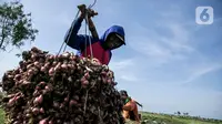 Kabupaten Brebes merupakan sentra penghasil bawang merah terbesar di Indonesia. Pada tahun 2022, Brebes menyumbang 18,5 persen produksi bawang merah nasional. (Liputan6.com/Faizal Fanani)