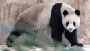Suhail, panda jantan yang dikirim oleh China ke Qatar sebagai hadiah untuk Piala Dunia, berjalan di dalam kandangnya di Rumah Panda di Al Khor Park, dekat Doha, Rabu (19/10/2022). Kedua panda tersebut akan dikarantina setidaknya selama 21 hari sebelum pengunjung diizinkan untuk melihatnya. (AP Photo, Lujain Jo)