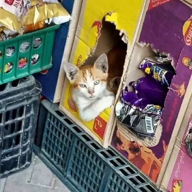 10 Potret Saat Kucing Menjaga Toko Ini Bikin Tepuk Jidat