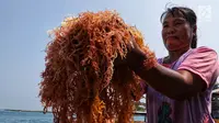 Cara Budidaya Rumput Laut Terlengkap untuk Pemula