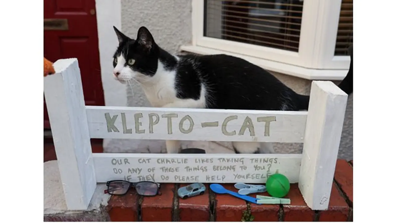 Kerap Curi Barang Tetangga, Kucing Klepto Ini Jadi Sorotan Netizen
