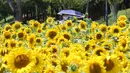 Seorang wanita mengenakan masker untuk membantu melindungi dari penyebaran virus corona baru berjalan melalui bidang bunga matahari di sebuah taman di Ansan, Korea Selatan, Rabu (15/7/2020). (AP Photo/Ahn Young-joon)