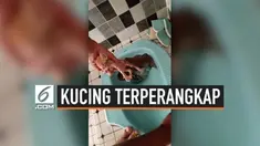 Seekor anak kucing terjatuh ke dalam kloset dan berhasil diselamatkan petugas. Insiden ini terjadi di Kotawaringin Barat, Kalimantan Tengah.
