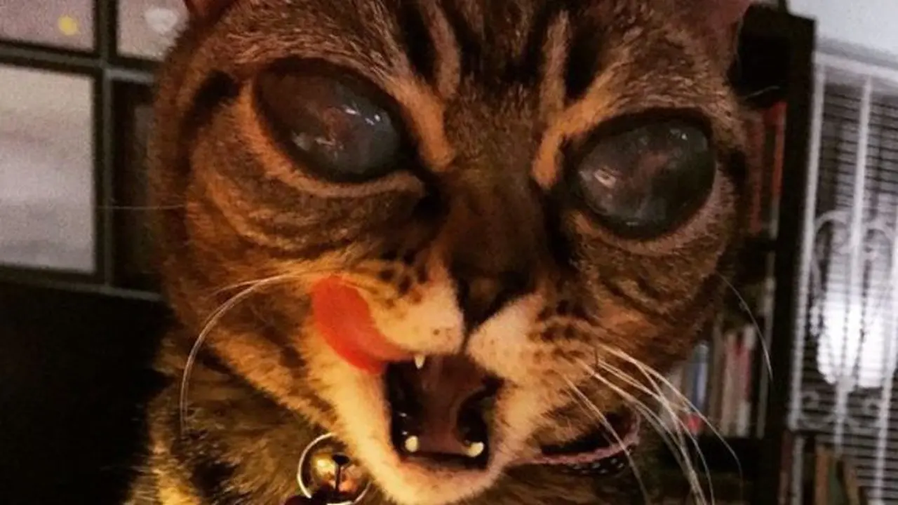 Perkenalkan Matilda, Kucing Unik Bermata Alien