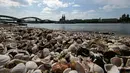 Kerang menumpuk di tepian sungai mengering akibat kemarau panjang di sungai Rhine yang paling penting di Jerman, di Cologne pada 27 April 2020. April tahun ini adalah salah satu bulan terkering dan berimbas kepada petani dan industri. (AP/Martin Meissner)