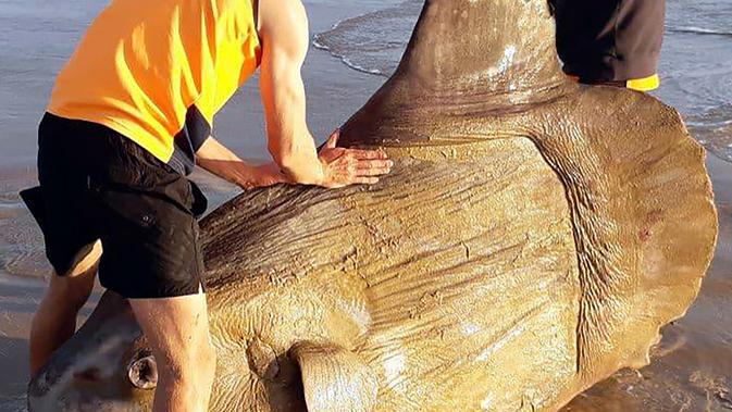 Seekor ikan matahari (Mola mola) berukuran raksasa yang ditemukan mati terdampar di bibir sungai Murray, Australia Selatan pada 16 Maret 2019. Meski ukurannya besar, ikan ini tidak berbahaya bagi manusia. (Handout/Courtesy of Linette Grzelak/AFP)