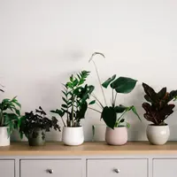 Pilihan tanaman yang cocok ditanam di dalam rumah./copyright unsplash/Annie Spratt