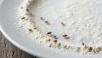 7 Cara Menghilangkan Kutu di Tepung Roti, Mudah Dilakukan di Rumah
