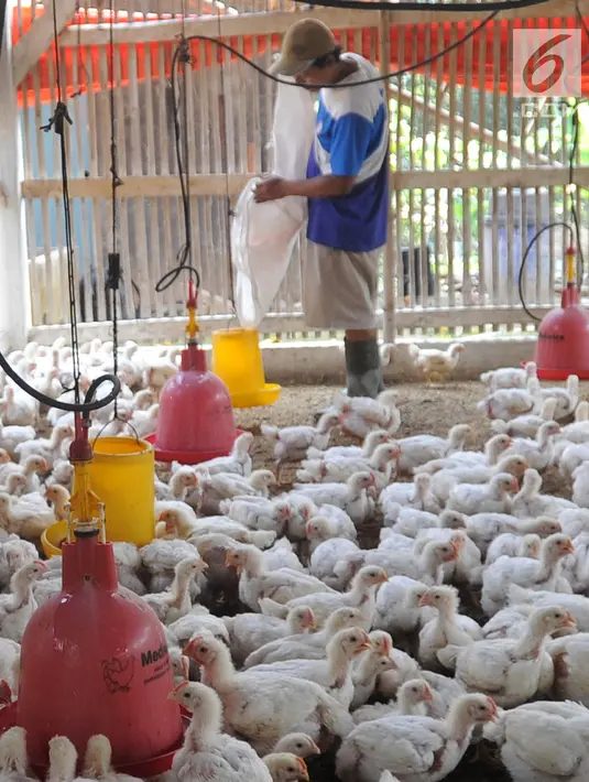 Peternak memberikan makan pada ayam pedaging broiler di kawasan Cipelang, Bogor, Jawa Barat, Selasa (24/7). Harga day old chicken (DOC) saat ini mencapai Rp 7.500 per ekor. (Merdeka.com/Arie Basuki)