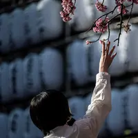 Jepang mengumumkan dimulainya musim bunga sakura di Tokyo pada 14 Maret, 10 hari lebih awal dari biasanya, dan rekor mekarnya bunga sakura lebih awal yang hanya pernah terjadi dua kali sebelumnya. (Photo by Richard A. Brooks / AFP)
