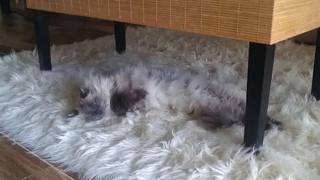 6 Potret Kucing Kamuflase di Karpet, Bikin Kucek Mata