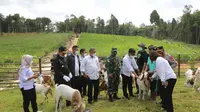 Menteri Pertanian (Mentan) Syahrul Yasin Limpo memantau langsung proses peranakan sampai dengan proses penjualan Cempe Kambing Boer, di Bulungan Mandiri Farm, Kalimantan Utara.