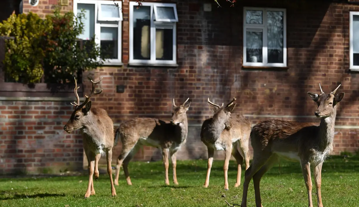 Kawanan rusa jenis fallow (Dama dama) mencari rumput di depan halaman perumahan di Harold Hill, London, 4 April 2020. Rusa yang diyakini berasal dari Taman Dagnam itu kini berada di dekat area perumahan yang sepi saat Inggris memberlakukan lockdwon selama pandemic corona Covid-19. (Ben STANSALL/AFP)
